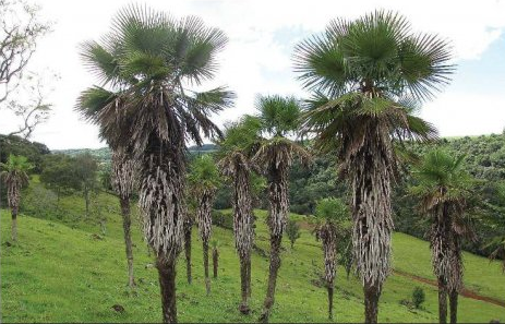 Exemplares de Trithrinax acanthocoma (conhecidos como carandá buriti ou palmeira-leque), em Laranjeiras do Sul. Foto: Sociedade Chauá