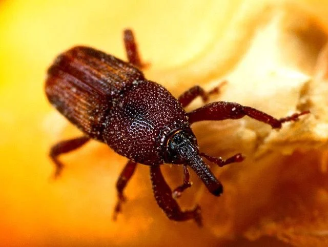 Sitophilus zeamais, gorgulho do milho, foi um dos insetos estudados no primeiro artigo da Acta publicado em 2022. Foto agrolink